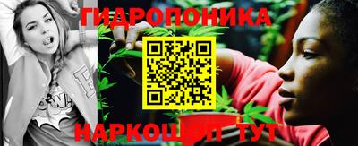 шишки Кингисепп